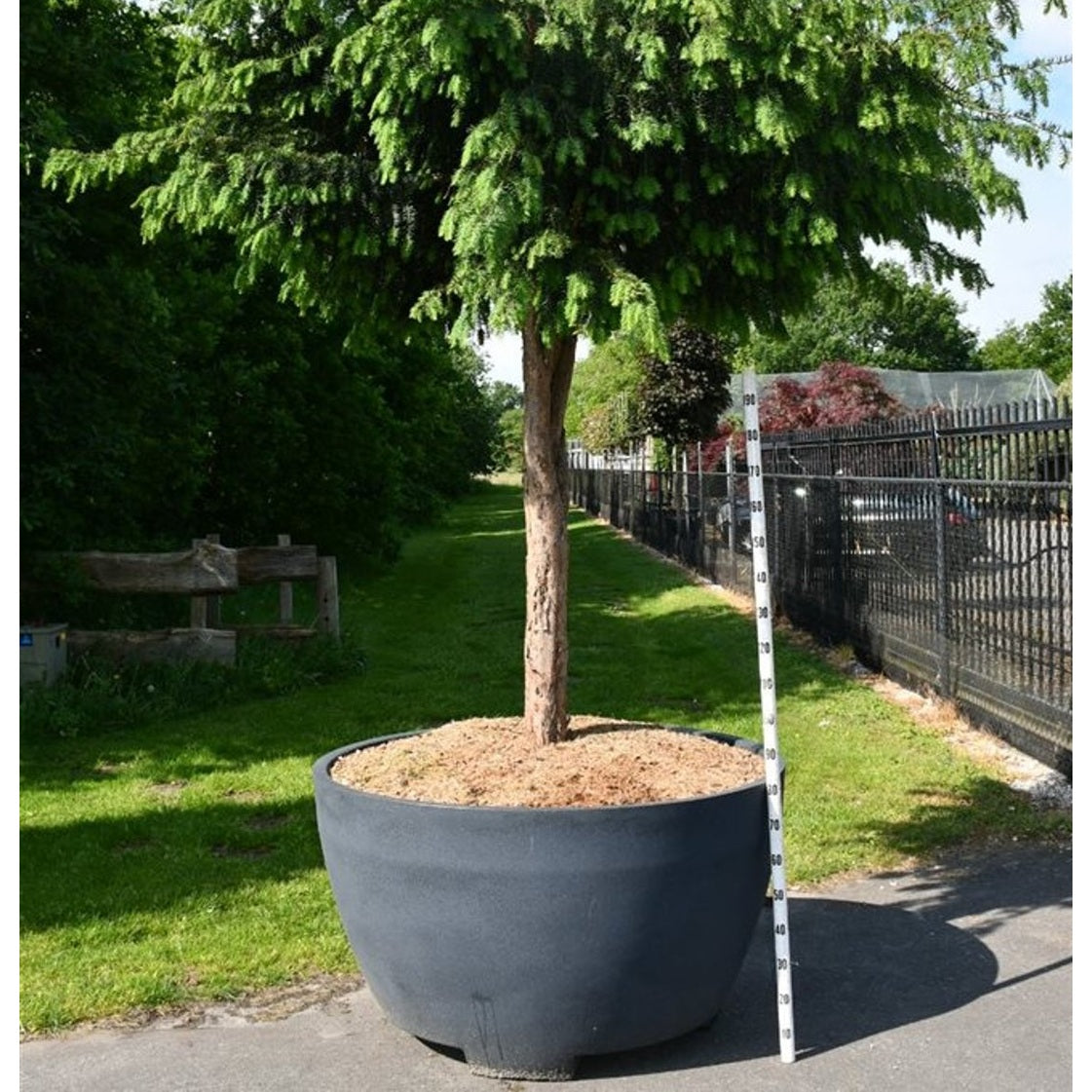 Idegran – Taxus baccata 'Dovastoniana' - C 1040 Decopot 150-160 cm. Stam